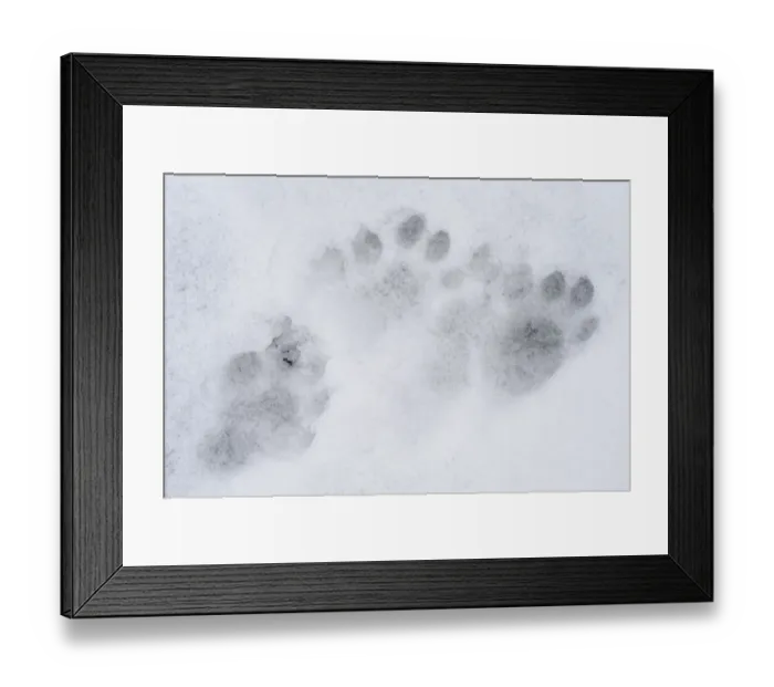 Framed Print : European river otter (Lutra lutra) tracks in snow by the River Tweed, Scotland, February Framed Print : European river otter (Lutra lutra) tracks in snow by the River Tweed, Scotland, February
