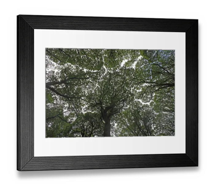 Framed Print : View looking up into Oak (Quercus sp) canopy, Glendalough valley, County Wicklow Framed Print : View looking up into Oak (Quercus sp) canopy, Glendalough valley, County Wicklow