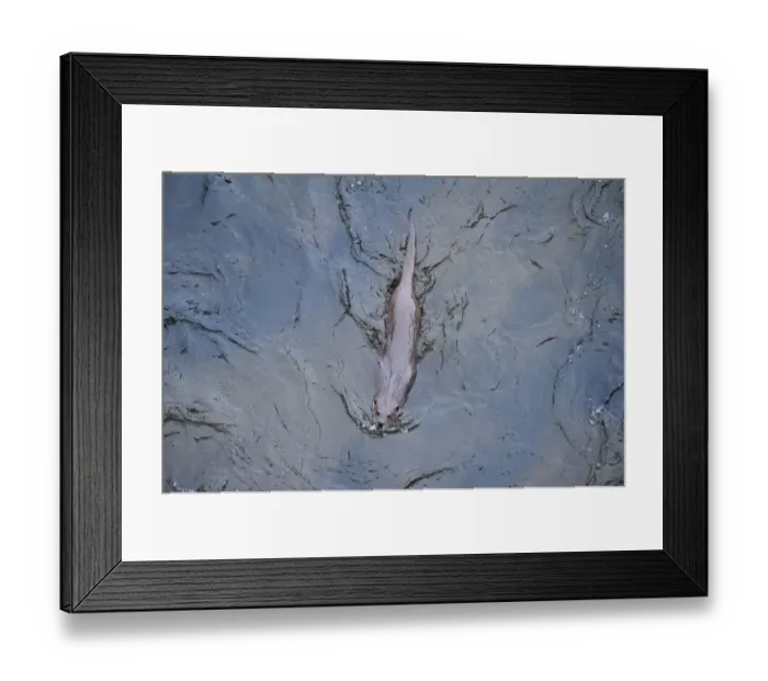 Framed Print : European river otter (Lutra lutra) swimming in the River Tweed, Scotland, February 2009 Framed Print : European river otter (Lutra lutra) swimming in the River Tweed, Scotland, February 2009