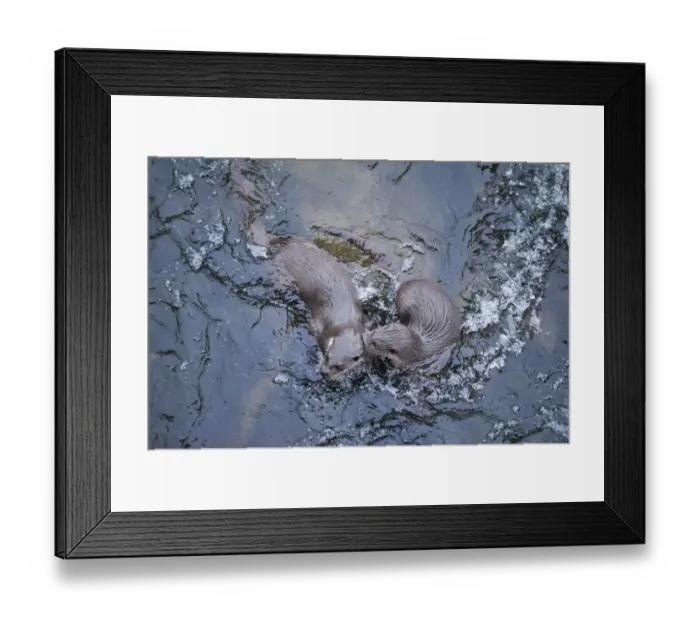 Framed Print : Two juvenile European river otters (Lutra lutra) playing in rapids beneath bridge over River Tweed Framed Print : Two juvenile European river otters (Lutra lutra) playing in rapids beneath bridge over River Tweed