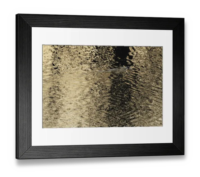 Framed Print : European river otter (Lutra lutra) swimming in the River Tweed at dusk, Scotland Framed Print : European river otter (Lutra lutra) swimming in the River Tweed at dusk, Scotland