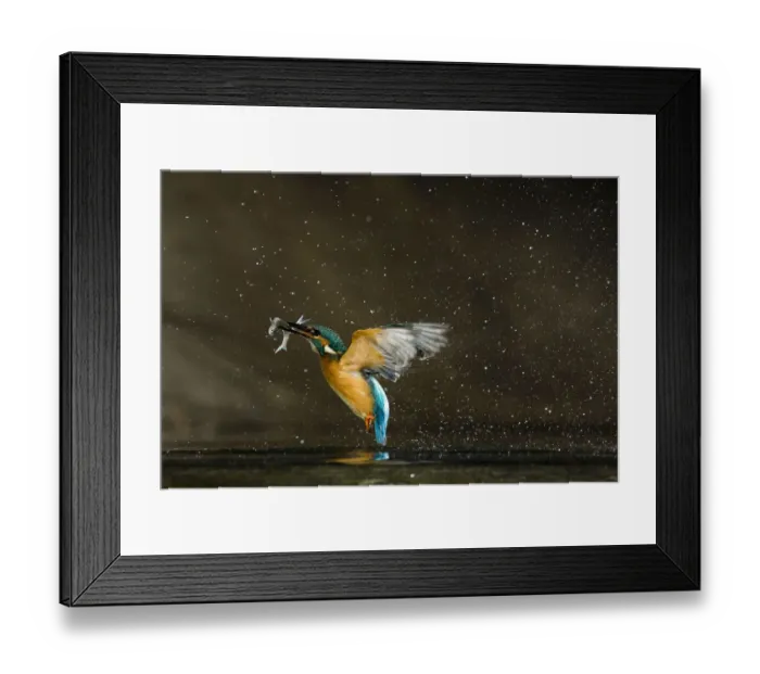 Framed Print : Kingfisher (Alcedo atthis) flying out of water carrying fish, Balatonfuzfo, Hungary Framed Print : Kingfisher (Alcedo atthis) flying out of water carrying fish, Balatonfuzfo, Hungary