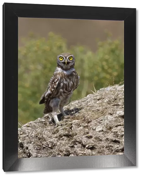 Little owl (Athene noctua) standing on rock, Bagerova Steppe, Kerch Peninsula, Crimea