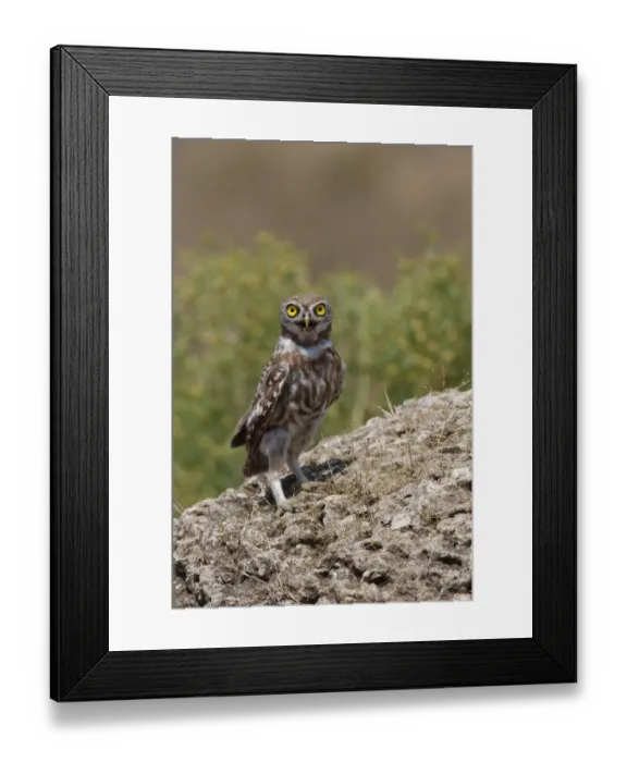 Framed Print : Little owl (Athene noctua) standing on rock, Bagerova Steppe, Kerch Peninsula, Crimea Framed Print : Little owl (Athene noctua) standing on rock, Bagerova Steppe, Kerch Peninsula, Crimea
