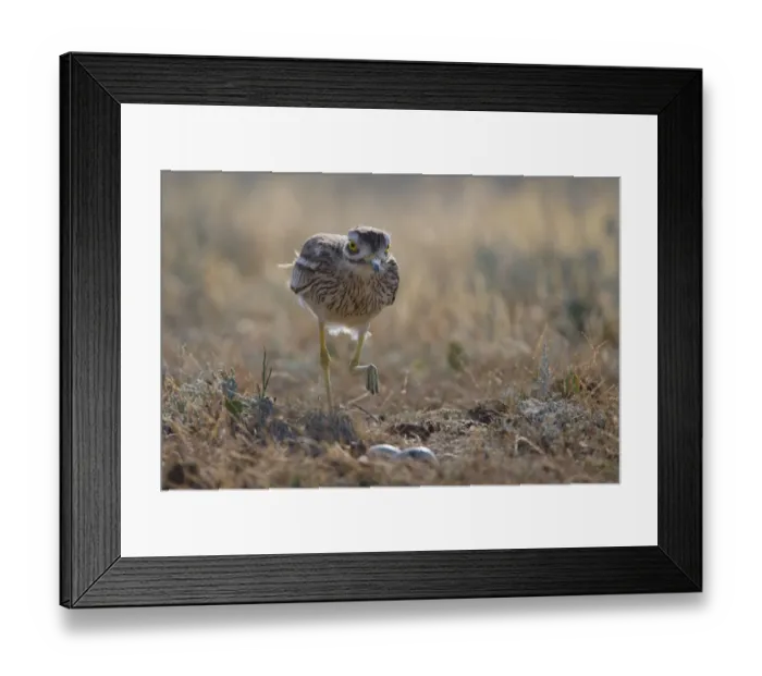 Framed Print : Stone curlew (Burhinus oedicnemus) by nest, Bagerova Steppe, Kerch Peninsula, Crimea Framed Print : Stone curlew (Burhinus oedicnemus) by nest, Bagerova Steppe, Kerch Peninsula, Crimea