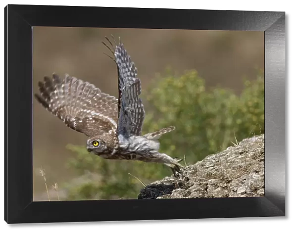 Little owl (Athene noctua) taking off, Bagerova Steppe, Kerch Peninsula, Crimea, Ukraine