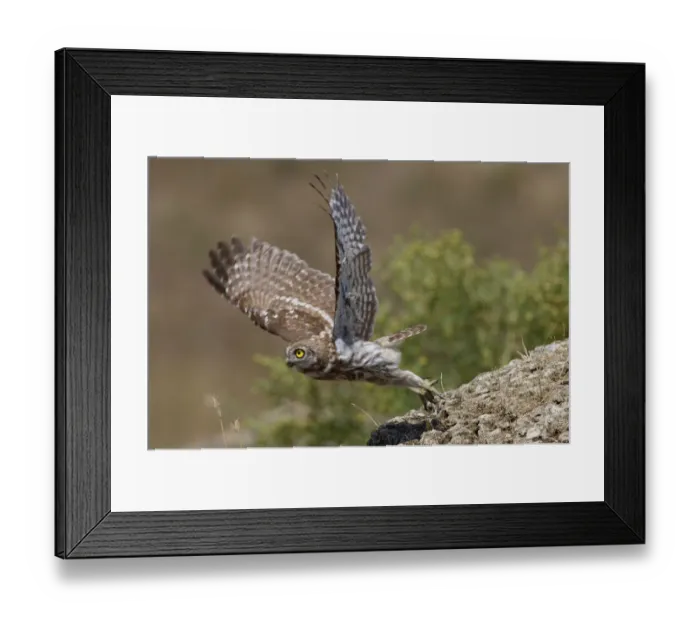 Framed Print : Little owl (Athene noctua) taking off, Bagerova Steppe, Kerch Peninsula, Crimea, Ukraine Framed Print : Little owl (Athene noctua) taking off, Bagerova Steppe, Kerch Peninsula, Crimea, Ukraine