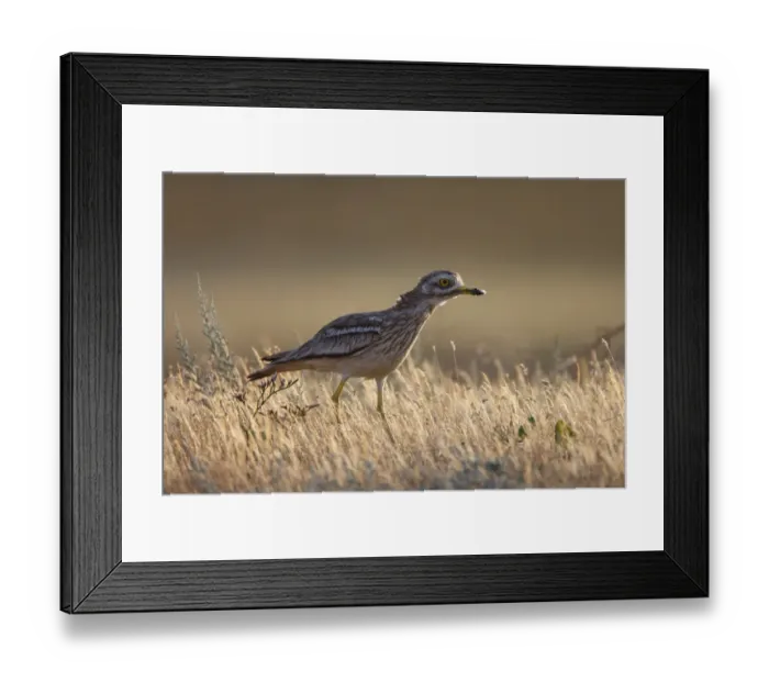 Framed Print : Stone curlew (Burhinus oedicnemus) Bagerova Steppe, Kerch Peninsula, Crimea, Ukraine Framed Print : Stone curlew (Burhinus oedicnemus) Bagerova Steppe, Kerch Peninsula, Crimea, Ukraine