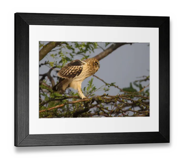 Framed Print : Young Short eared owl (Asio flammeus) walking along branch, Bagerova Steppe, Kerch Peninsula Framed Print : Young Short eared owl (Asio flammeus) walking along branch, Bagerova Steppe, Kerch Peninsula
