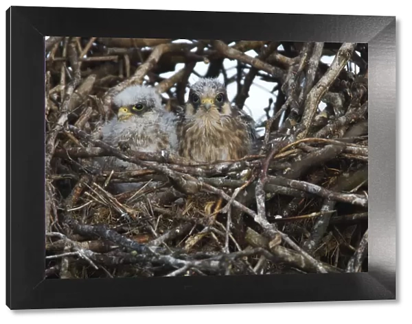 Two Red footed falcon (Falco vespertinus) chicks in nest, Bagerova Steppe, Kerch Peninsula