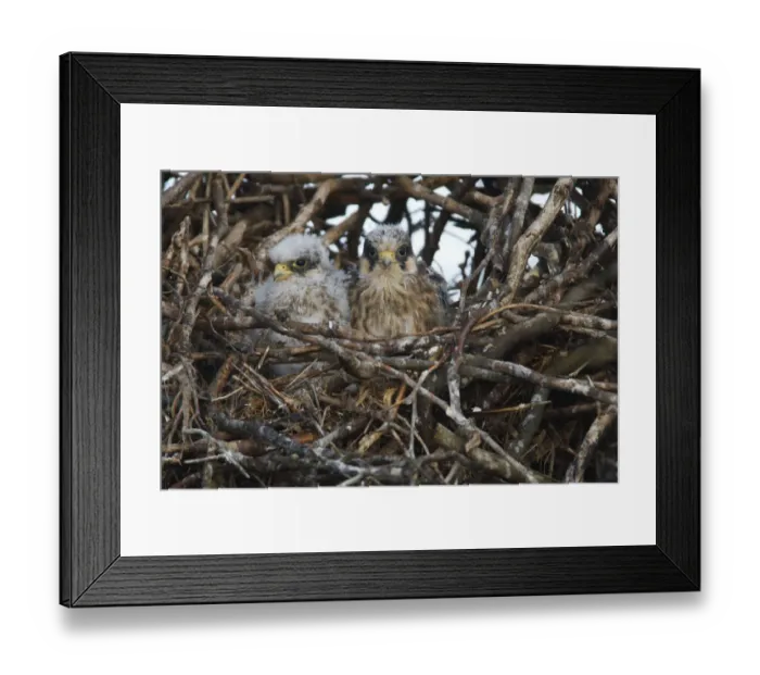 Framed Print : Two Red footed falcon (Falco vespertinus) chicks in nest, Bagerova Steppe, Kerch Peninsula Framed Print : Two Red footed falcon (Falco vespertinus) chicks in nest, Bagerova Steppe, Kerch Peninsula