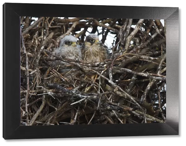 Two Red footed falcon (Falco vespertinus) chicks in nest, Bagerova Steppe, Kerch Peninsula