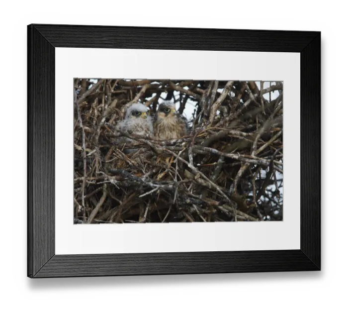 Framed Print : Two Red footed falcon (Falco vespertinus) chicks in nest, Bagerova Steppe, Kerch Peninsula Framed Print : Two Red footed falcon (Falco vespertinus) chicks in nest, Bagerova Steppe, Kerch Peninsula