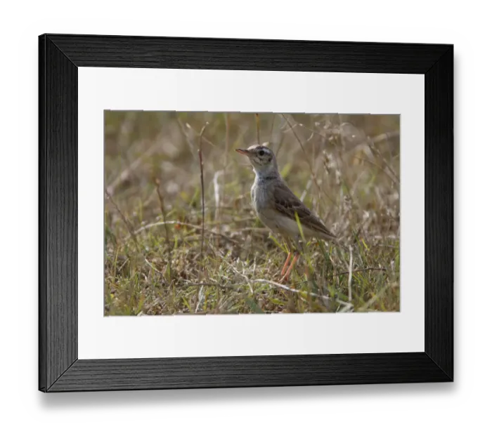 Framed Print : Tawny pipit (Anthus campestris) on ground, Bagerova Steppe, Kerch Peninsula, Crimea Framed Print : Tawny pipit (Anthus campestris) on ground, Bagerova Steppe, Kerch Peninsula, Crimea