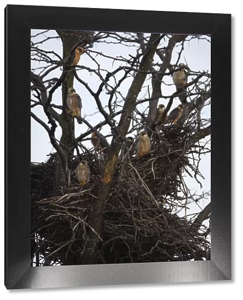 Red footed falcon (Falco vespertinus) chicks in tree in breeding colony, Bagerova Steppe