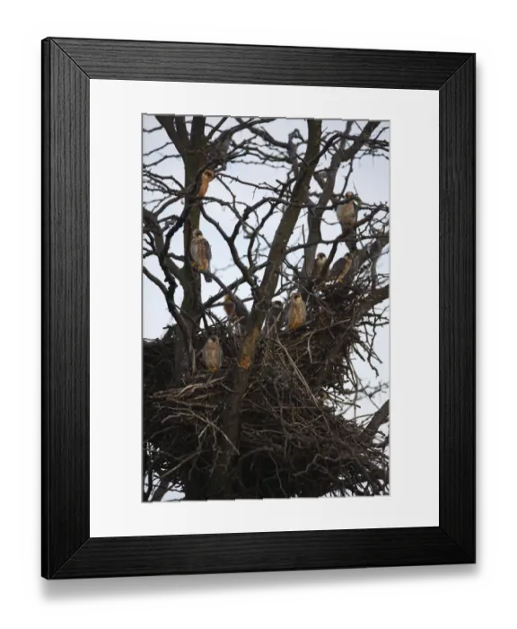 Framed Print : Red footed falcon (Falco vespertinus) chicks in tree in breeding colony, Bagerova Steppe Framed Print : Red footed falcon (Falco vespertinus) chicks in tree in breeding colony, Bagerova Steppe