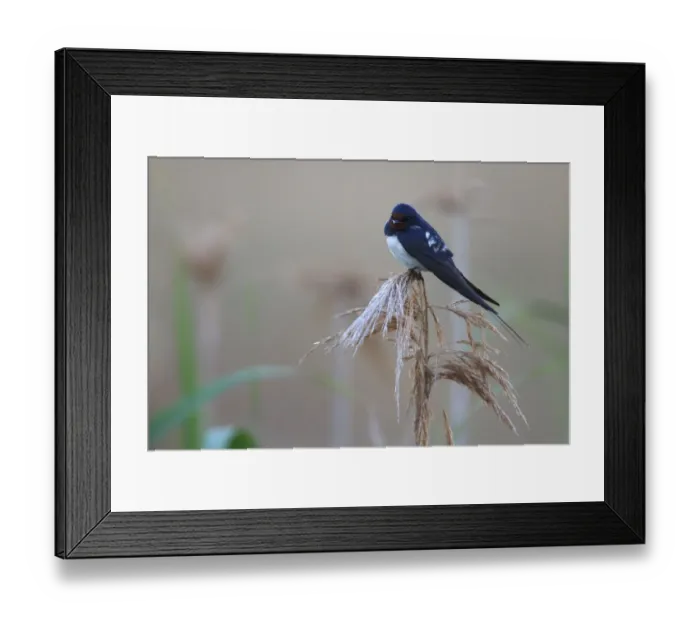 Framed Print : Barn swallow (Hirundo rustico) perching on reed, Bagerova Steppe, Kerch Peninsula Framed Print : Barn swallow (Hirundo rustico) perching on reed, Bagerova Steppe, Kerch Peninsula