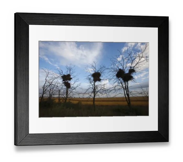 Framed Print : Red footed falcon (Falco vespertinus) nests in breeding colony, Bagerova Steppe, Kerch Peninsula Framed Print : Red footed falcon (Falco vespertinus) nests in breeding colony, Bagerova Steppe, Kerch Peninsula
