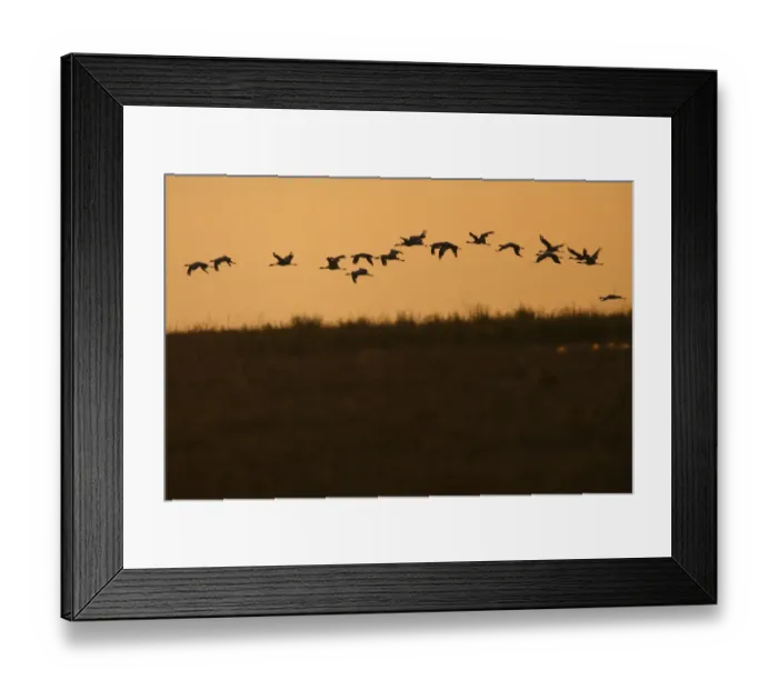 Framed Print : Flock of Demoiselle cranes (Anthropoides virgo) in flight at sunrise, Bagerova Steppe Framed Print : Flock of Demoiselle cranes (Anthropoides virgo) in flight at sunrise, Bagerova Steppe