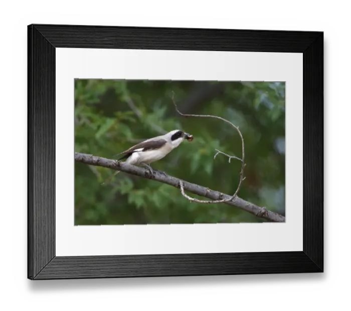 Framed Print : Lesser grey shrike (Lanius minor) perched on branch with prey in beak, Bagerova Steppe Framed Print : Lesser grey shrike (Lanius minor) perched on branch with prey in beak, Bagerova Steppe