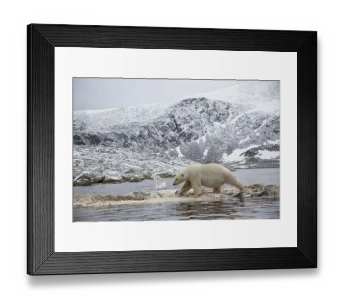 Framed Print : Polar bear (Ursus maritimus) walking on dead whale carcass, Svalbard, Norway, September Framed Print : Polar bear (Ursus maritimus) walking on dead whale carcass, Svalbard, Norway, September