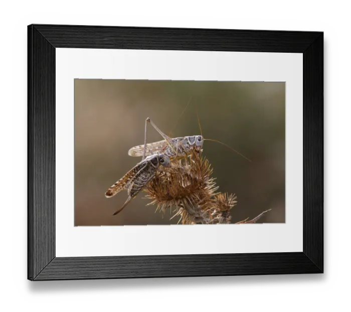 Framed Print : Two Migratory locusts (Locusta migratoria) feeding on vegetation, Bagerova Steppe Framed Print : Two Migratory locusts (Locusta migratoria) feeding on vegetation, Bagerova Steppe