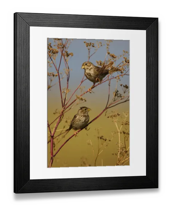 Framed Print : Two Corn buntings (Emberiza calandra) perching on vegetation, Bagerova Steppe, Kerch Peninsula Framed Print : Two Corn buntings (Emberiza calandra) perching on vegetation, Bagerova Steppe, Kerch Peninsula