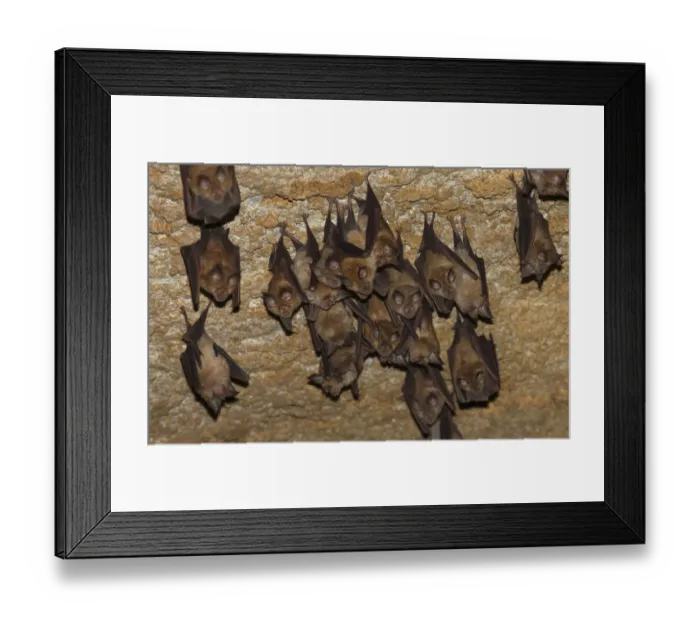 Framed Print : Lesser mouse eared bats (Myotis blythii) roosting in cave, Bagerova Steppe, Kerch Peninsula Framed Print : Lesser mouse eared bats (Myotis blythii) roosting in cave, Bagerova Steppe, Kerch Peninsula