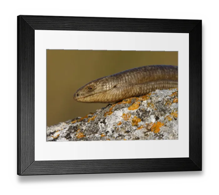 Framed Print : European glass lizard (Ophisaurus apodus) portrait, Bagerova Steppe, Kerch Peninsula