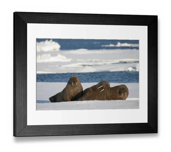 Framed Print : Three Walrus (Odobenus rosmarus) resting on sea ice, Svalbard, Norway, August 2009 Framed Print : Three Walrus (Odobenus rosmarus) resting on sea ice, Svalbard, Norway, August 2009