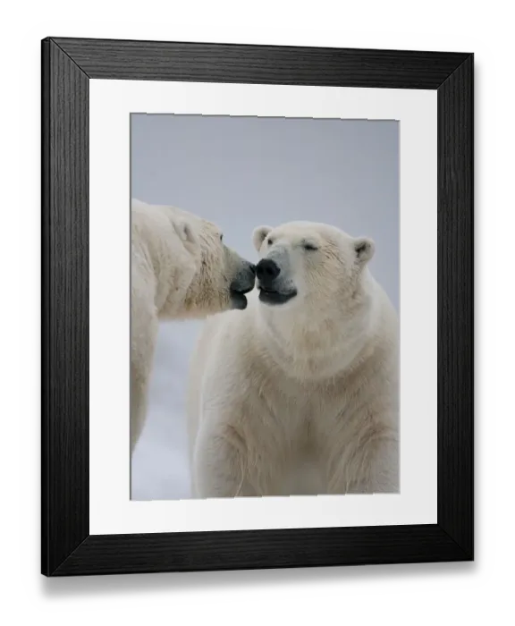 Framed Print : Two Polar bears (Ursus maritimus) interacting, Svalbard, Norway, September 2009 Framed Print : Two Polar bears (Ursus maritimus) interacting, Svalbard, Norway, September 2009
