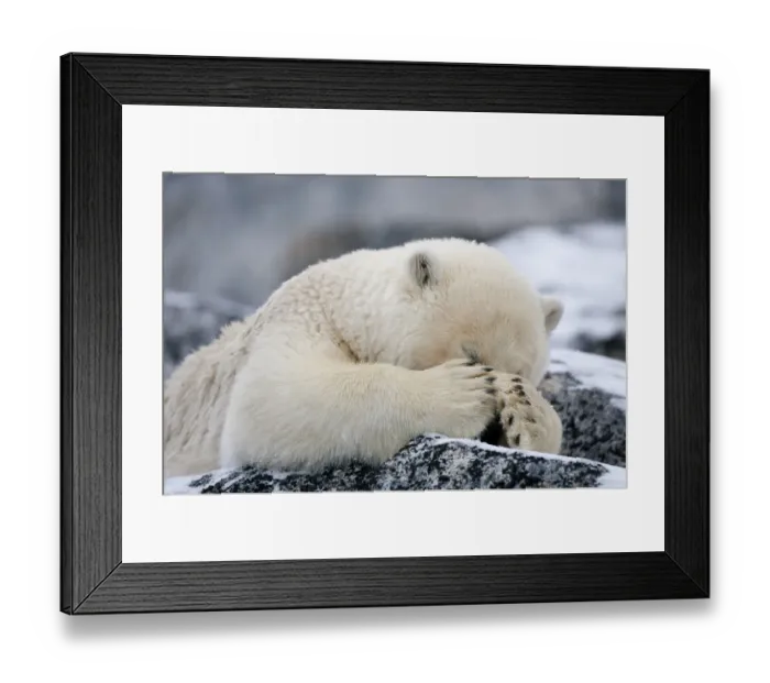 Framed Print : RF- Polar bear (Ursus maritimus) with paws covering eyes, Svalbard, Norway, September 2009