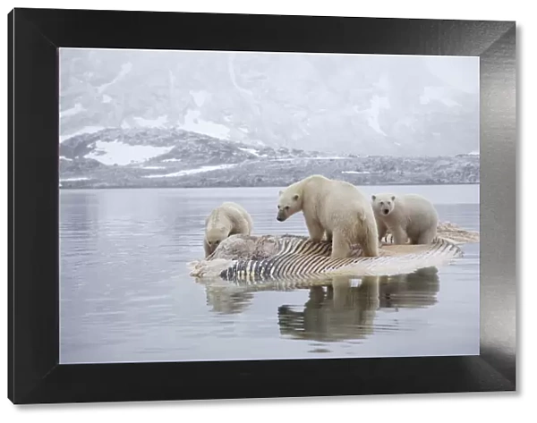 Three Polar bears (Ursus maritimus) feeding on dead whale, Svalbard, Norway, September