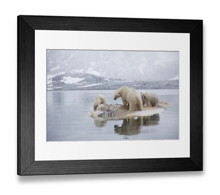 Framed Print : Three Polar bears (Ursus maritimus) feeding on dead whale, Svalbard, Norway, September Framed Print : Three Polar bears (Ursus maritimus) feeding on dead whale, Svalbard, Norway, September