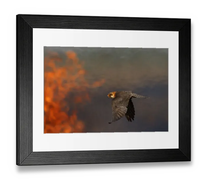 Framed Print : Female Red footed falcon (Falco vespertinus) hunting over burning steppe fields, Bagerova Steppe Framed Print : Female Red footed falcon (Falco vespertinus) hunting over burning steppe fields, Bagerova Steppe