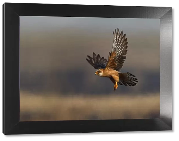 Female Red footed falcon (Falco vespertinus) hunting over burning steppe, Kerch, Ukraine