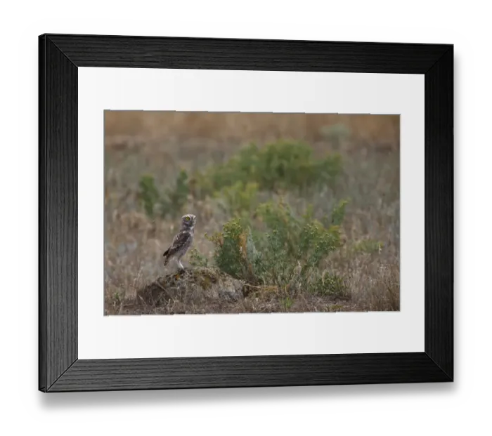Framed Print : Little owl (Athene noctua) standing on rock, Bagerova Steppe, Kerch Peninsula, Crimea Framed Print : Little owl (Athene noctua) standing on rock, Bagerova Steppe, Kerch Peninsula, Crimea