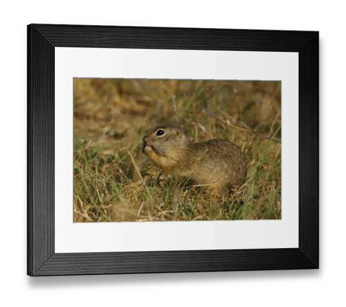 Framed Print : Little souslik (Spermophilus pygmaeus) feeding, Bagerova Steppe, Kerch Peninsula Framed Print : Little souslik (Spermophilus pygmaeus) feeding, Bagerova Steppe, Kerch Peninsula