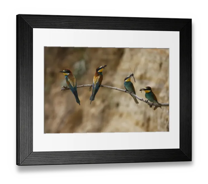 Framed Print : Four European bee eaters (Merops apiaster) perched on branch with food in breeding colony Framed Print : Four European bee eaters (Merops apiaster) perched on branch with food in breeding colony