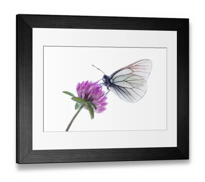 Framed Print : Black veined white butterfly (Aporia crataegi) on red clover (Trifolium pratense) Fliess Framed Print : Black veined white butterfly (Aporia crataegi) on red clover (Trifolium pratense) Fliess