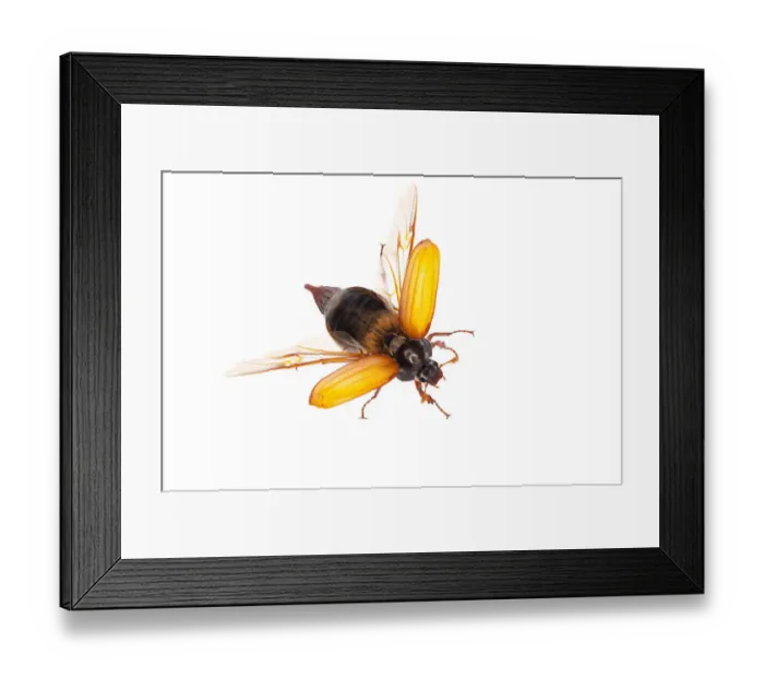 Framed Print : Male Cockchaffer (Melolontha melolontha) showing wings, Queyras, France, May 2009 WWE BOOK Framed Print : Male Cockchaffer (Melolontha melolontha) showing wings, Queyras, France, May 2009 WWE BOOK