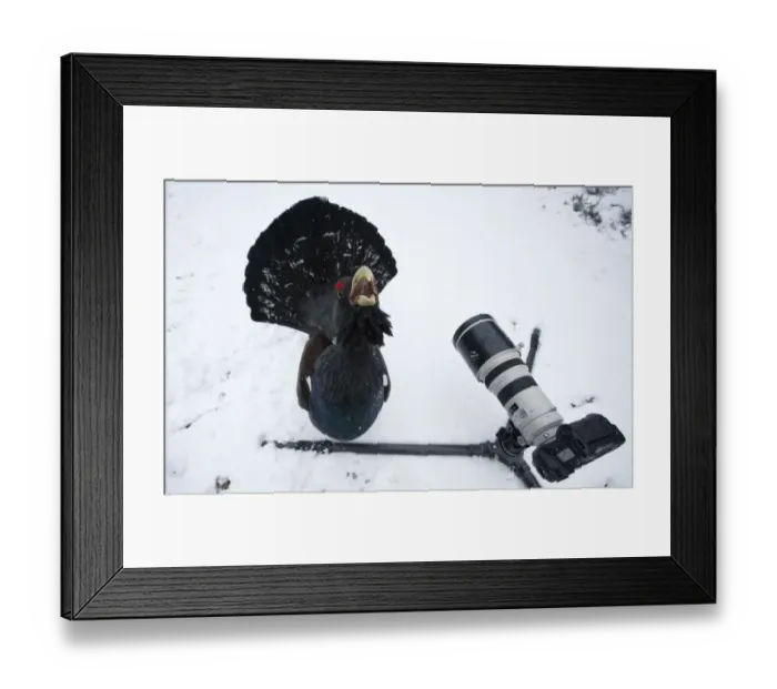 Framed Print : Male Capercaillie (Tetrao urogallus) displaying in front of camera in a wintry pine forest