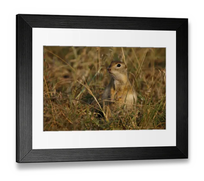 Framed Print : Little souslik (Spermophilus pygmaeus) sitting, Bagerova Steppe, Kerch Peninsula Framed Print : Little souslik (Spermophilus pygmaeus) sitting, Bagerova Steppe, Kerch Peninsula