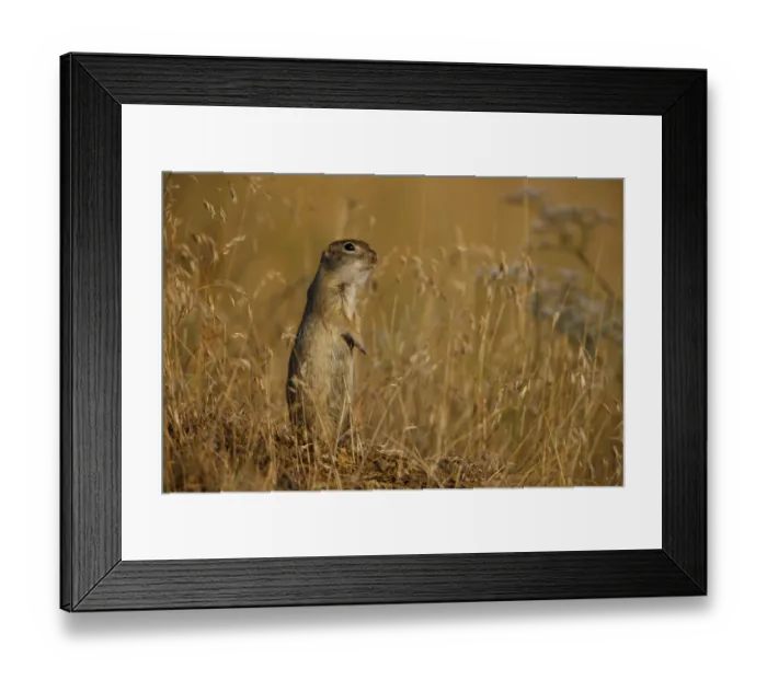 Framed Print : Little souslik (Spermophilus pygmaeus) standing alert, Bagerova Steppe, Kerch Peninsula Framed Print : Little souslik (Spermophilus pygmaeus) standing alert, Bagerova Steppe, Kerch Peninsula