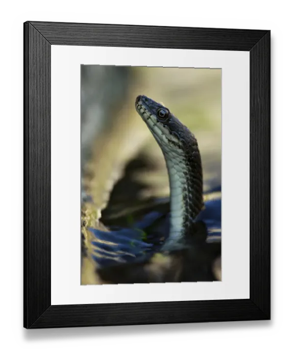 Framed Print : Dice snake (Natrix tesselata) hunting for little fish and tadpoles in a lake, Patras area Framed Print : Dice snake (Natrix tesselata) hunting for little fish and tadpoles in a lake, Patras area