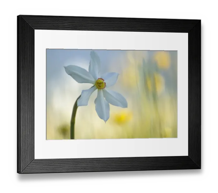 Framed Print : Poets daffodil (Narcissus poeticus) in flower, Sibillini NP, Italy, May 2009 WWE BOOK Framed Print : Poets daffodil (Narcissus poeticus) in flower, Sibillini NP, Italy, May 2009 WWE BOOK