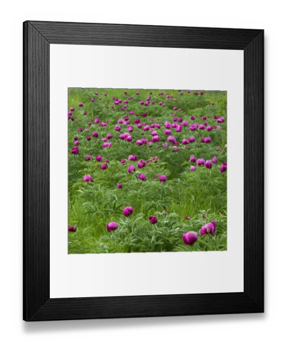 Framed Print : Common peony (Paeonia officinalis) flowers in a meadow, Valle de Canatra, Sibillini NP Framed Print : Common peony (Paeonia officinalis) flowers in a meadow, Valle de Canatra, Sibillini NP