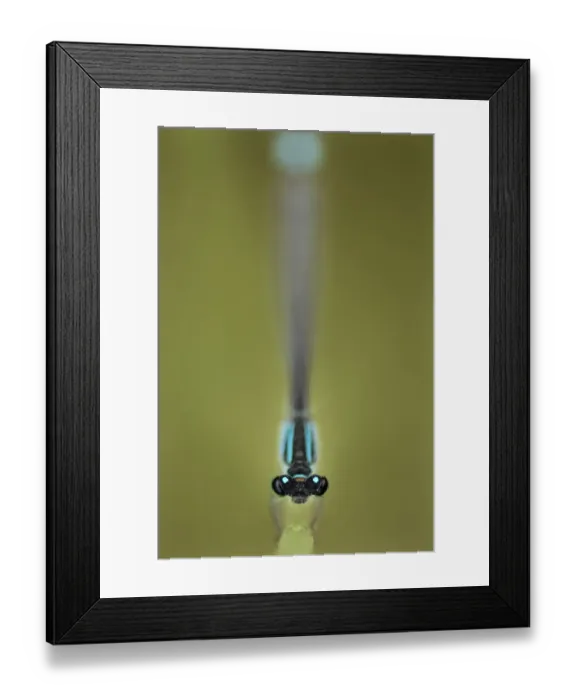Framed Print : Azure damselfly (Coenagrion puella) Lagadin region, Lake Ohrid, Galicica National Park Framed Print : Azure damselfly (Coenagrion puella) Lagadin region, Lake Ohrid, Galicica National Park