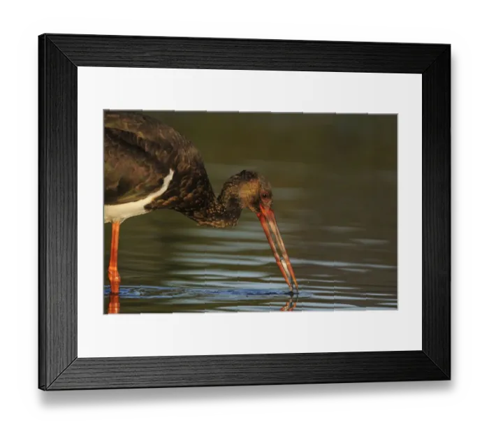 Framed Print : Black stork (Ciconia nigra) feeding on fish, Elbe Biosphere Reserve, Lower Saxony Framed Print : Black stork (Ciconia nigra) feeding on fish, Elbe Biosphere Reserve, Lower Saxony