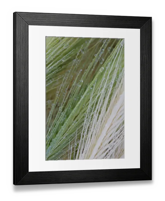 Framed Print : Close-up of dew drops on grass, San Marino, May 2009 WWE BOOK. WWE INDOOR EXHIBITION Framed Print : Close-up of dew drops on grass, San Marino, May 2009 WWE BOOK. WWE INDOOR EXHIBITION